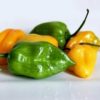 Piment Habanero très fort