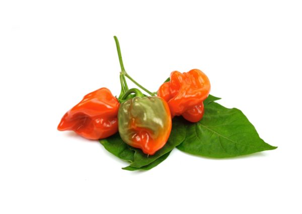 Piment antillais rouge 100 GR